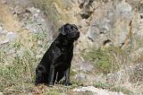 LABRADOR 100